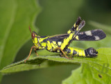 Grasshopper, Erianthes serratus
