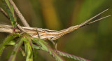 Grasshopper, Acrida willemsei