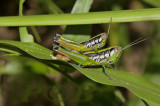 Grasshoppers