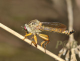 Robberfly, about 3 cm