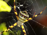 Argiope versicolor, close
