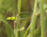 Spider, Peucetia sp.