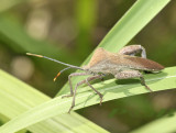 bug