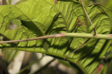 walkingstick, Lopaphus sp. female (new)