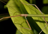 walkingstick, Lopaphus sp. female close