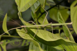 walkingstick, Lopaphus sp. female