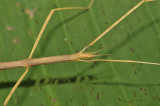 walkingstick Clonaria sp. female close