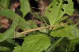 walkingstick,  Clonaria sp. couple