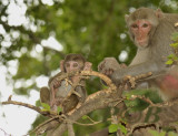 Macaca fasciularis