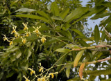 Dendrobium venustum, Phu Foi Lom Thailand