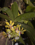 Gastrochilus obliguus