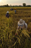 Harvesting in the evening