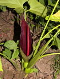 Arum