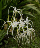 Hymenocallis sp.