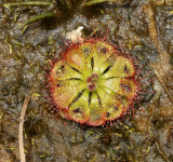 Drosera burmannii