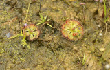 Drosera burmannii, Udon prov.