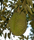 Durian