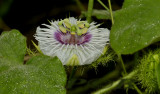 Passiflora foetida