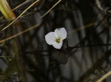 Ricefield aquatic flower