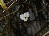 Ricefield aquatic flower