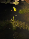 Utricularia sp.
