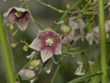 Vallaris glabra