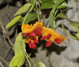 Wild balsam apple