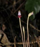 Orobanche uniflora ssp.