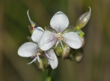 Murdannia loriformis