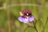 Wildflower