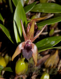 Epigeneium amplum  flower 7-8 cm across