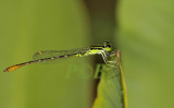Agriocnemis minima