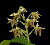 Dendrobium polysema var. macrophyllum