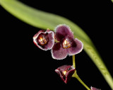Stelis sp. flower 8 mm