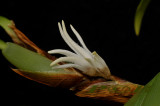 Bulbophyllum ankylorhinon