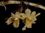 Dendrobium endertii