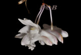 Dendrobium roseatum
