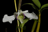 Dendrobium sp. latouria section