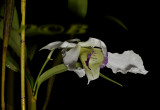 Dendrobium sp. latouria section