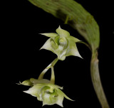 Dendrobium sp. section latouria