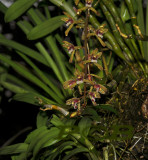 Cymbidium findlaysonianum