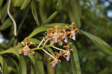 Vanda tricolor, variety insignis