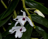 Dendrobium cassiope