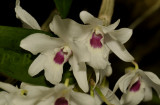 Dendrobium cassiope