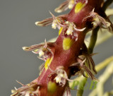 Bulbophyllum saurocephalum