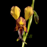 Diuris orientis, Victoria Australia