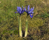 Iris reticulata, Kaukasus