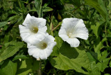 Haagwinde