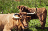 Highlander crossbreed