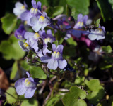 Muurleeuwenbek - Cymbalaria muralis syn. Linaria cymbalaria